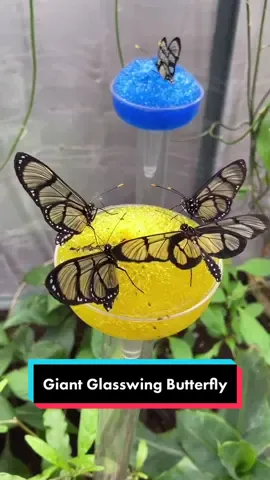 Giant Glasswing Butterflies #fyp #foryou #butterfly #butterflies #flower #foryoupage #butterflyhouse #tropical #weird #nature  #xyzbca #bugs #insect