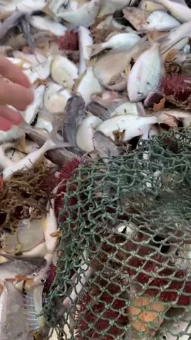 This this video does good I’ll make a part two and give you guys more details on what we caught! #fish#florida#fyp#ocean#animals#viral ￼