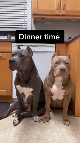 Monday’s dinner 🍽 #americanbully #dogsoftiktok #puppiesoftiktok #puppy #dog #foryoupage #fyp #viral #dinner #dinnertime #asmr #yum #rawfood #raw #fy