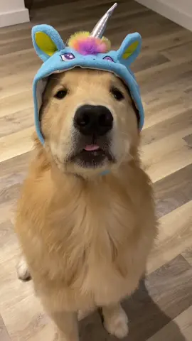 Uni-kev 😂 #QuickerPickerRapper #goldenretriever #dogsoftiktok