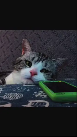#cat #mawkishness #sadness #fyp