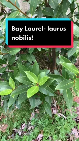 If you’ve ever wondered where bay leaves for cooking come from, it’s from this plant the Bay Laurel! #PlantTok #farming #LearnOnTikTok
