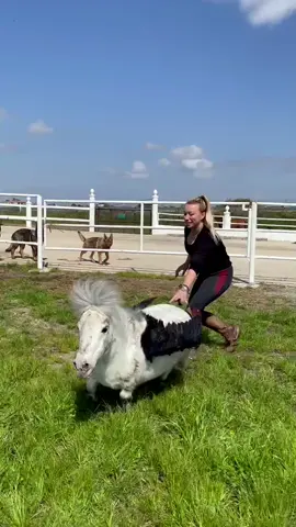 Do not pet him! 😂 #ciuciu #falabella #stallion #blankasatorahorseshow MORE 🎥 IG: @blankasatora