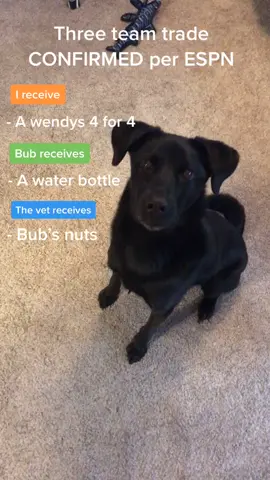 Y’all rockin’ with this trade⁉️#bub #dog #bubtok #QuickerPickerRapper #fyp #haha