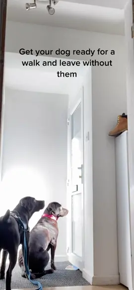 Straight out after 😂 #dogchallenge #adorable #fyp #dog #dogs #dogsoftiktok