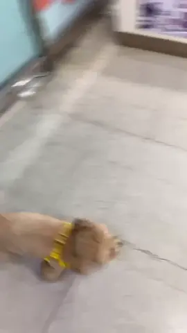 펫마트만 오면 바로 저것만 찾음 ..