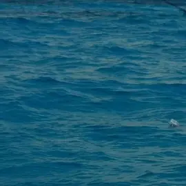 #foryou #foryoupage #fypシ #fypchallenge #fish #fishing #fishingwithnorm #fishingfun #lovefishing #fishinglife #watch #action #speeeeeed #jump #cuda