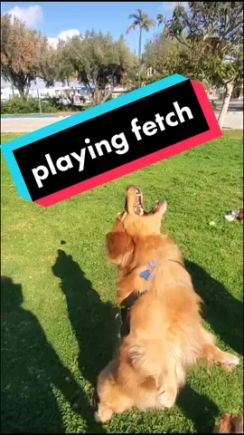 playing fetch at the park #fyp #foryoupage #forupage #fypシ #dogsoftiktok #dogs #pet #pets #PetsOfTikTok @real_puplife_with_baily