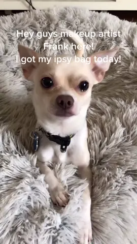#MUA #ipsyunboxing #QuickerPickerRapper #dogsoftiktok #dogsofinstagram #chihuahua #frank @ipsy