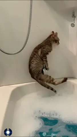Wee #foryou #foryoupage #длятебя #длявас #あなたのために #당신을위해 #لك #fyp #hilarious #fail #funny #animals