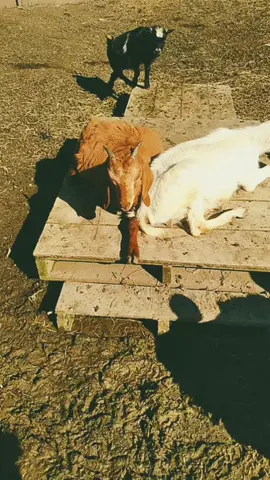 Charlie Brown the cutest little goat ever 🥰