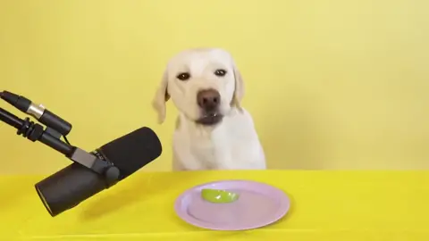 My Little Labrador Reviews Fruit | ASMR Taste-Test!!! #foryou #labrador #petlife #asmr