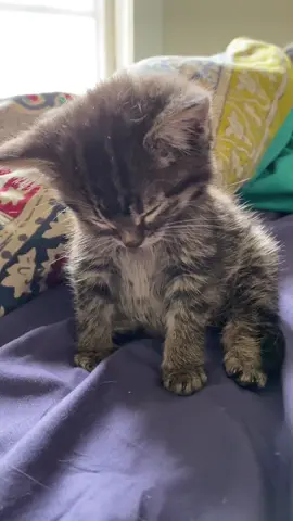 Baby so sleepy he can't even lay down before he passes out. #sleepy #sleepykitten #fosterkittensoftiktok