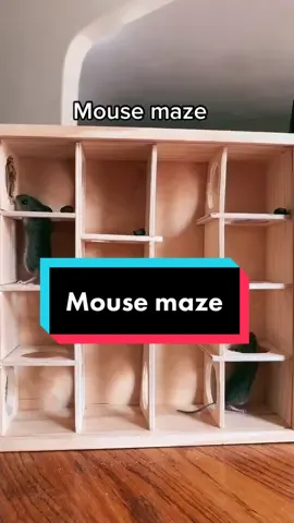 Letting the babies try out the mouse maze