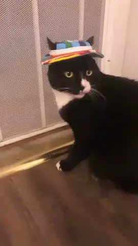 My ungrateful roommate 😂😂❤️ #fyp #catsoftiktok #tiktokcats #foryou