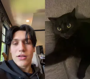 #duet with @njs_33 this is the most adorable cat i have ever laid eyes on