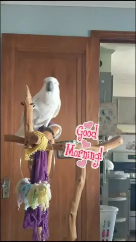 #furbythebirb #umbrellacockatoo #cockatoos #cockatoosoftiktok #birdsoftiktok #birdtok #talkingbird #talkingparrot #morning #hello