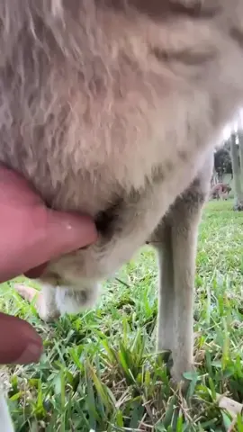 #stitch with @animaledventures well when was it?! CONFESS.