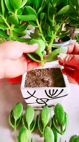 Simple cutting method#plants #gardening #garden #plant