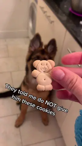 #fyp #germanshepherd #bear #viral #bestdogoftiktok #dogiftiktok #woof #foryou #foryourpage