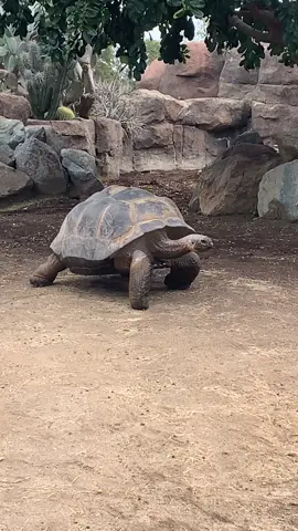 #turtles dude is seriously walking in slow motion 😂#zoo @sandiegozoo