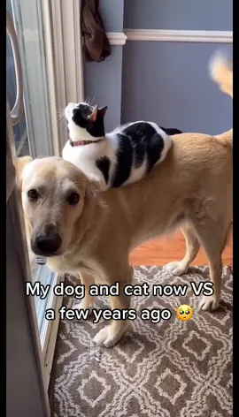 The bestest of friends (credit: @heather.elainek) #foryou #memezar #fyp #dog #cute #cat