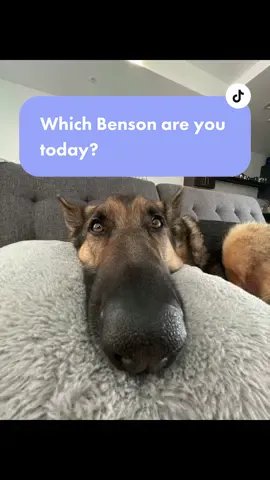 Which Benson are you today pt 1 #germanshepherd #fyp #dog