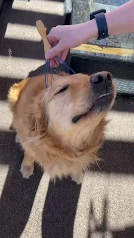 My dog is in love with the head massager😎 (@neppyjo) #fyp #foryou #foryoupage #dogtok #dogsoftiktok #tiktok #dog