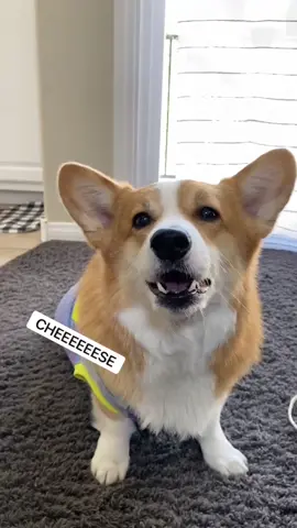 The hunter becomes the hunted #ad #bangenergy @bangenergy @bangenergy.ceo