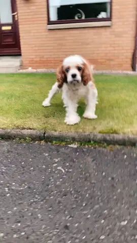 We made sure Keely’s last day was the best it could possibly be. I’ll love you forever pup, 15 years on this earth but you’ll be with me forever x