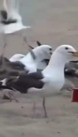 If I’m stuck on seagull Tok, so should you! 🕊🏝 #seagull #barbz #barb #barbie #nickiminaj #seagullgirl #diditonem