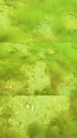 #CapCut #sea #seaded #submarine