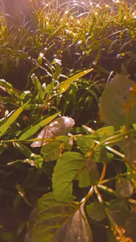 can you pls give me a like? #capcut #fyp #nature