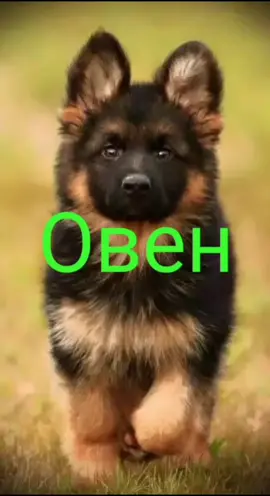 какая ты собачка по знаку зодиака?🐕