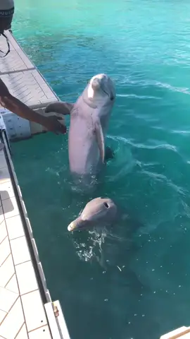 #fyp#trainer#dolphin#sealion#dreamer#nassau#bahamas#homies#brotherslove#hail