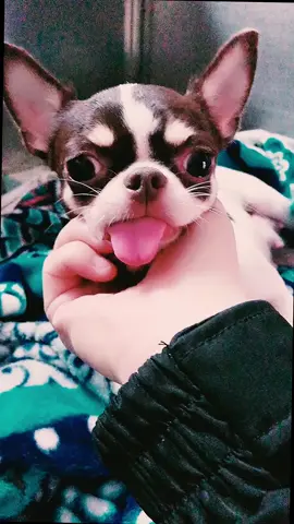 The dog who forgot to take his tongue back#OverShareInYourUnderwear #chihuahua #cuet #pet #AirPodsJUMP #dog #fyp #foryou