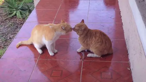 #fyp #omg #catfight #lol #viral #Imao #viral #foryou #fight #bigfight #catsoftiktok #foryourpage #new #katzenvideos #cats #4you #fypシ #funny #crazy #