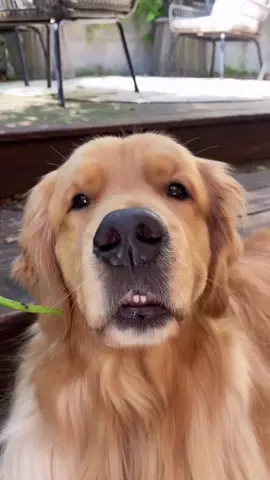 potat life is da only life fur me 🥔 #dogsoftiktok #goldenretriever #transition #cutestdog