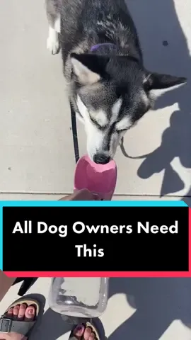 Must have from Amazon🐾 #dogsoftiktok #dogmom #waterbottle #hydrated  #fyp #musthave