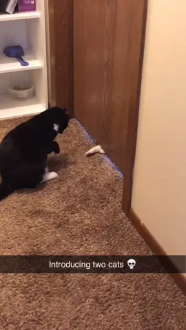 Willa and Nala meeting for the first time 🥰 #cats #catsoftiktok #OverShareInYourUnderwear #fyp #kittens #kittentok #AirPodsJUMP #cutie #catsmeet #fy