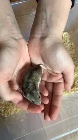 #хомяк #хомяки #хомячок #хомячки #хома #китайскийхомяк