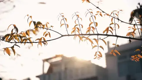 tiếng chim hót buổi sáng