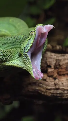Here’s your daily dose of big stretches🥰 #animals #snake #foryou #fyp #goviral #viral