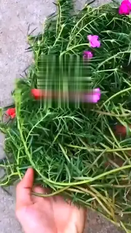 Do you like it?#plants #gardening #garden #plant