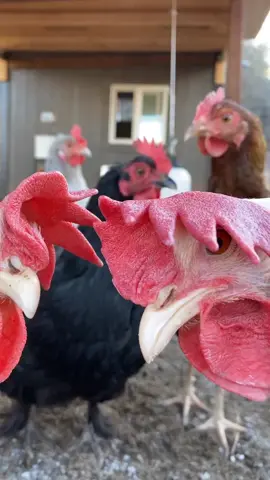 Hedwig & Harriet are always the first to investigate 😅 #EnvisionGreatness #chickentiktok