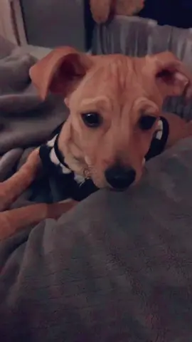 LOL she looks so sad🤣😢 #fyp #dogsoftiktok #coco