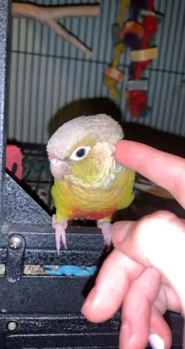 yes cage needs a clean 😂 but its 12 am #ShowerWithMoxie #EnvisionGreatness #hellospring #nowruz #envisiongreatness #bird