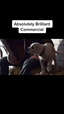 Best friends for ever #budweiser #clydesdale #horse #tvcommercial #ad #usa #TestReadyChic