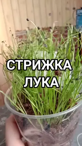 #рассада2021 #лук#лукизсемян#лукпорей#порей#стрижка#рассада #огород #томатывтеплице