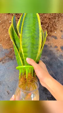 Plants can also be cultivated with water#plants #gardening #garden